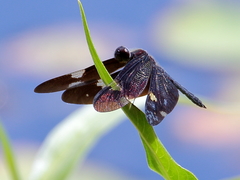 Rhyothemis princeps