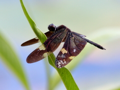 Rhyothemis princeps
