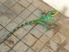 Calotes grandisquamis