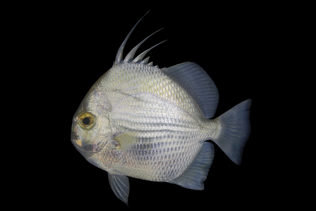 Orbfish