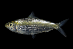 Blacksaddle Herring photo 1