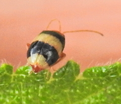 Monolepta melanogaster
