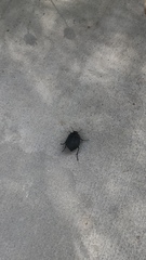 Eusattus reticulatus