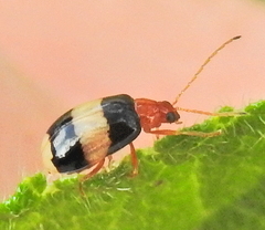 Monolepta melanogaster
