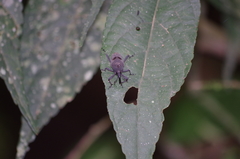Rhodobaenus nawradii