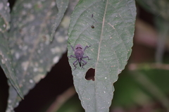 Rhodobaenus nawradii