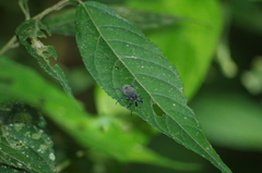 Rhodobaenus nawradii