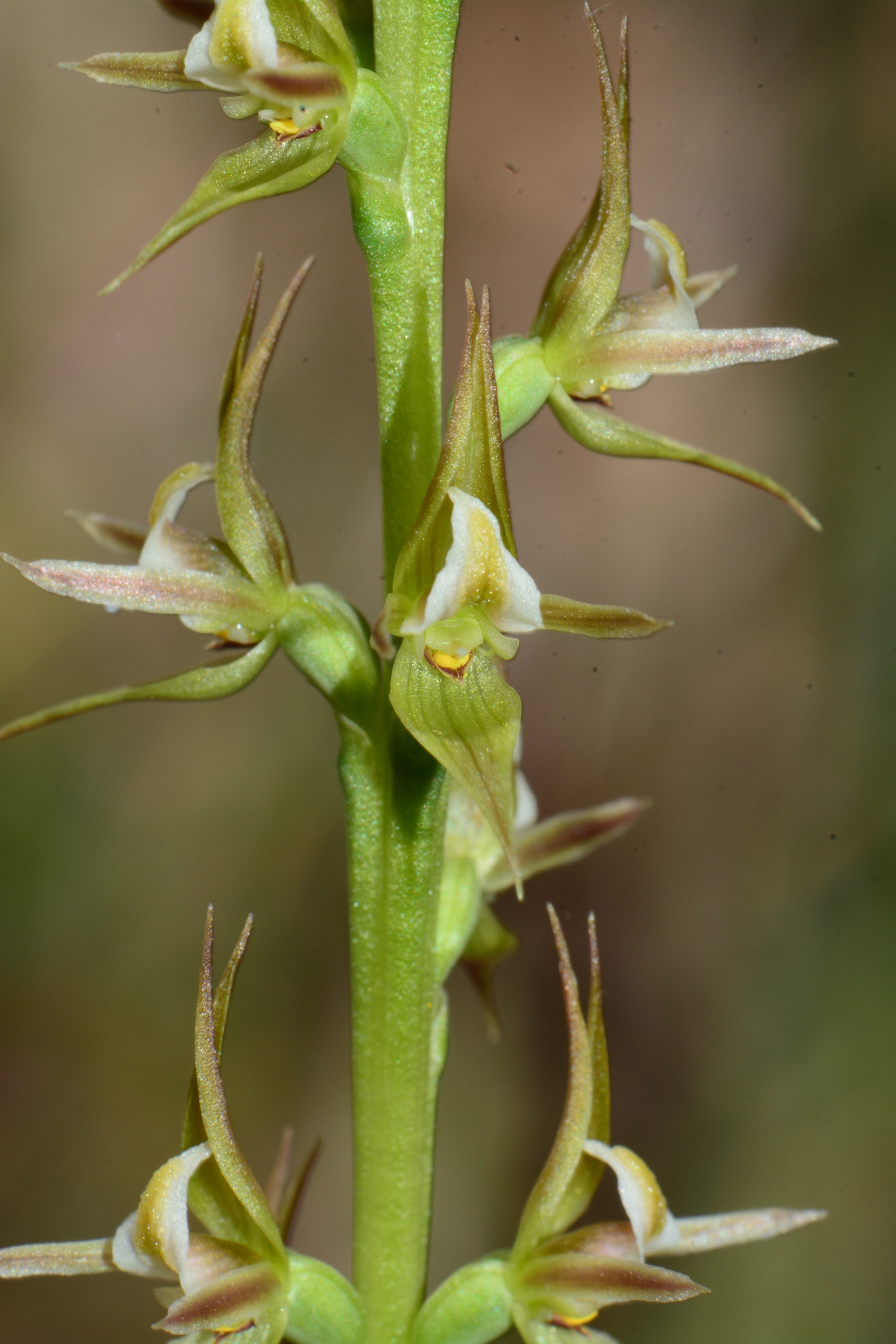 Prasophyllum