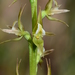 Leek Orchids - Photo (c) Michael Keogh, some rights reserved (CC BY-NC-SA), uploaded by Michael Keogh