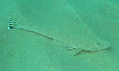 Platycephalus caeruleopunctatus