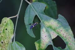 Hypselonotus linea