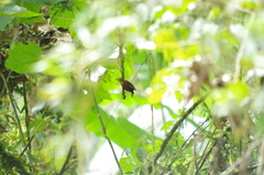 Furnariinae