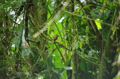 Pachyramphus