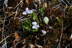 Viola sacchalinensis