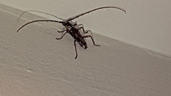 Elaphidion irroratum