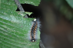 Lasiocampoidea