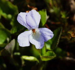 Viola sacchalinensis