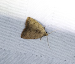 Anachrostis