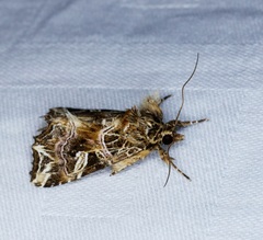 Callopistria exotica