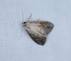 Chorsia