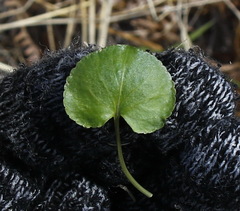 Viola sacchalinensis