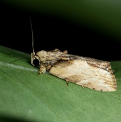 Etanna breviuscula