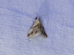 Eublemma roseana