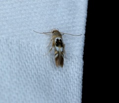 Hieromantis arcuata