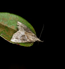 Hypena laceratalis