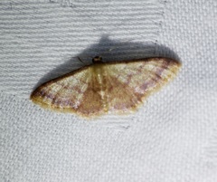 Idaea impexa