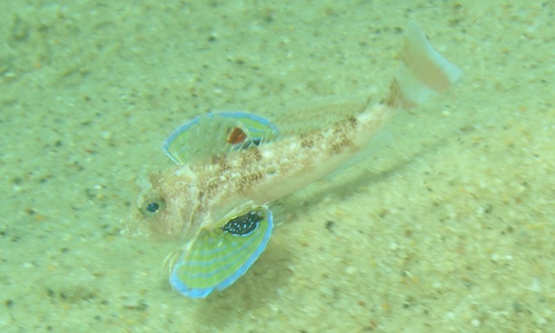 Longfin gurnard (Lepidotrigla argus) — Triglidae
