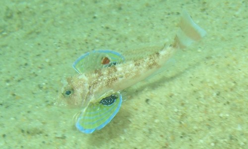 Longfin gurnard (Lepidotrigla argus) — Triglidae