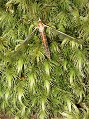 Leptotarsus elongatus