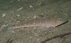 Platycephalus grandispinis