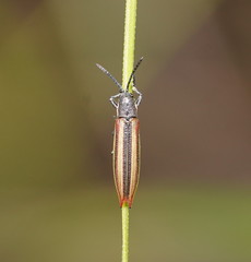 Eurispa vittata