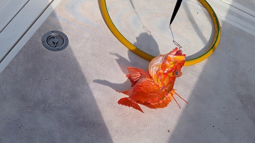 Offshore rockfish (Pontinus kuhlii) — Scorpaenidae — 3