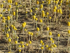 Angianthus tomentosus