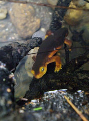 Taricha sierrae