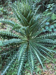 Cirsium ehrenbergii