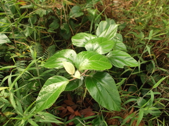 Sinclairia discolor