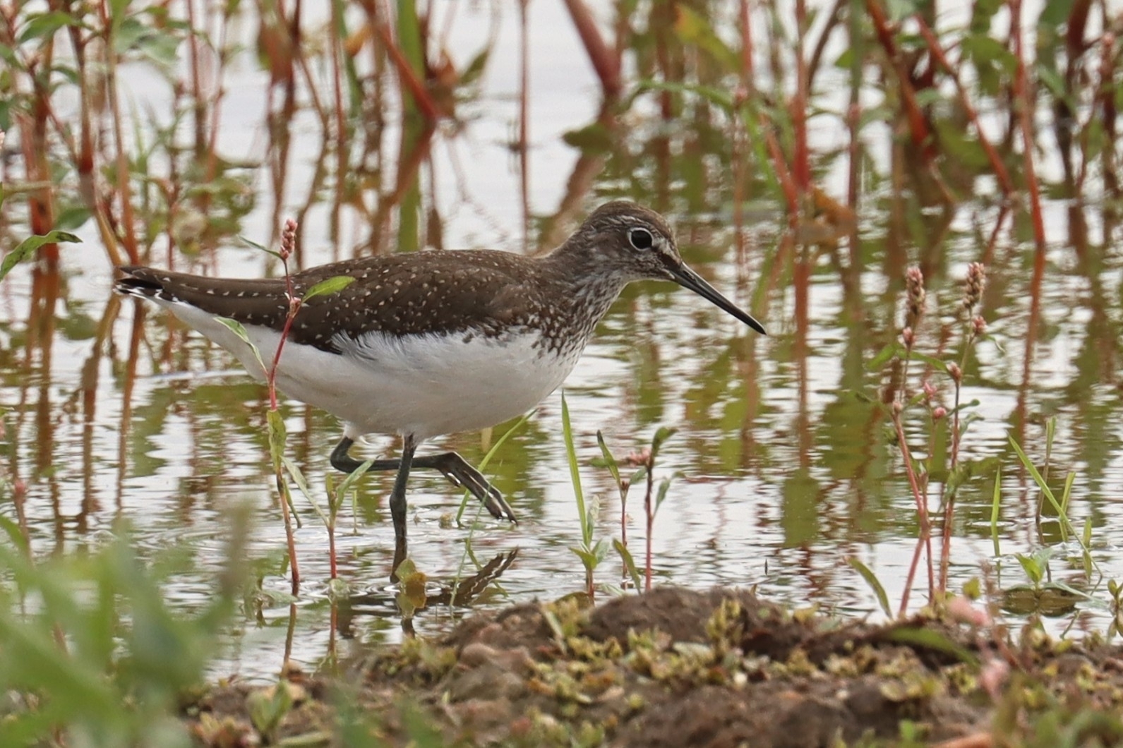 Green Sandpiper (Tringa ochropus)