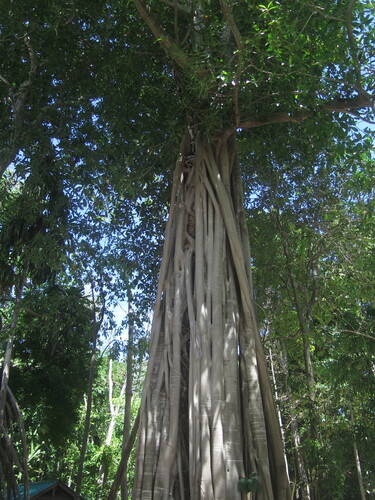 Ficus glandifera observed 2016-09-03