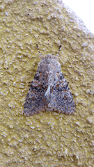 Polymixis flavicincta