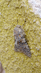 Polymixis flavicincta