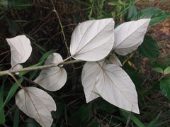 Sinclairia discolor