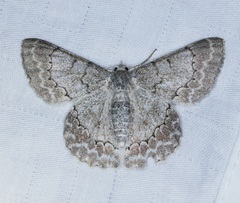 Pingasa rufofasciata