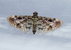 Rhimphaliodes macrostigma