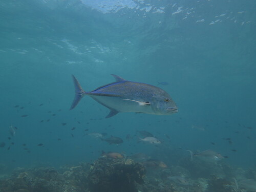 Bluefin Trevally