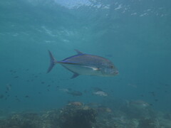 Bluefin Trevally