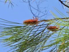 Grevillea pteridifolia